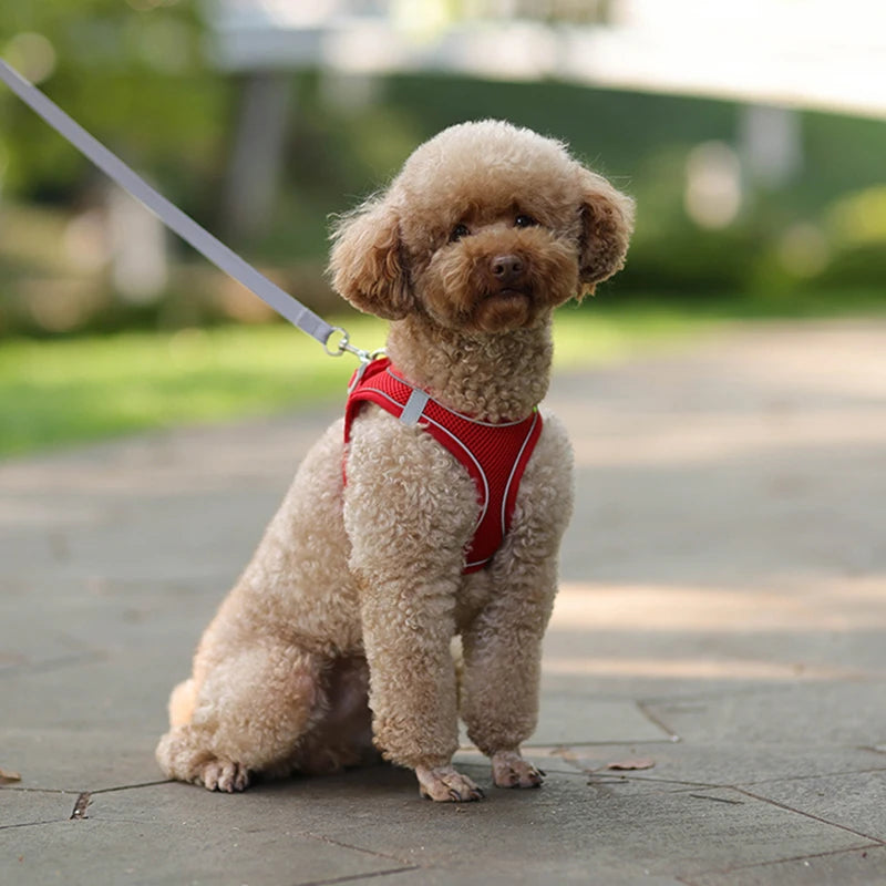 Imbracatura Guinzaglio Cani Traspirante Regolabile Riflettente Accessori Animali Domestici