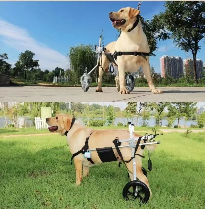 Sedia Rotelle Cane Medio Grande Paralisi Portatile Resistente Disabilità Sicurezza Regolabile Animali Domestici