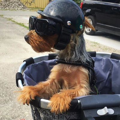 Abbigliamento Casco Cane Gatto Bicicletta Moto Sicurezza Protezione Viaggio Animali Domestici