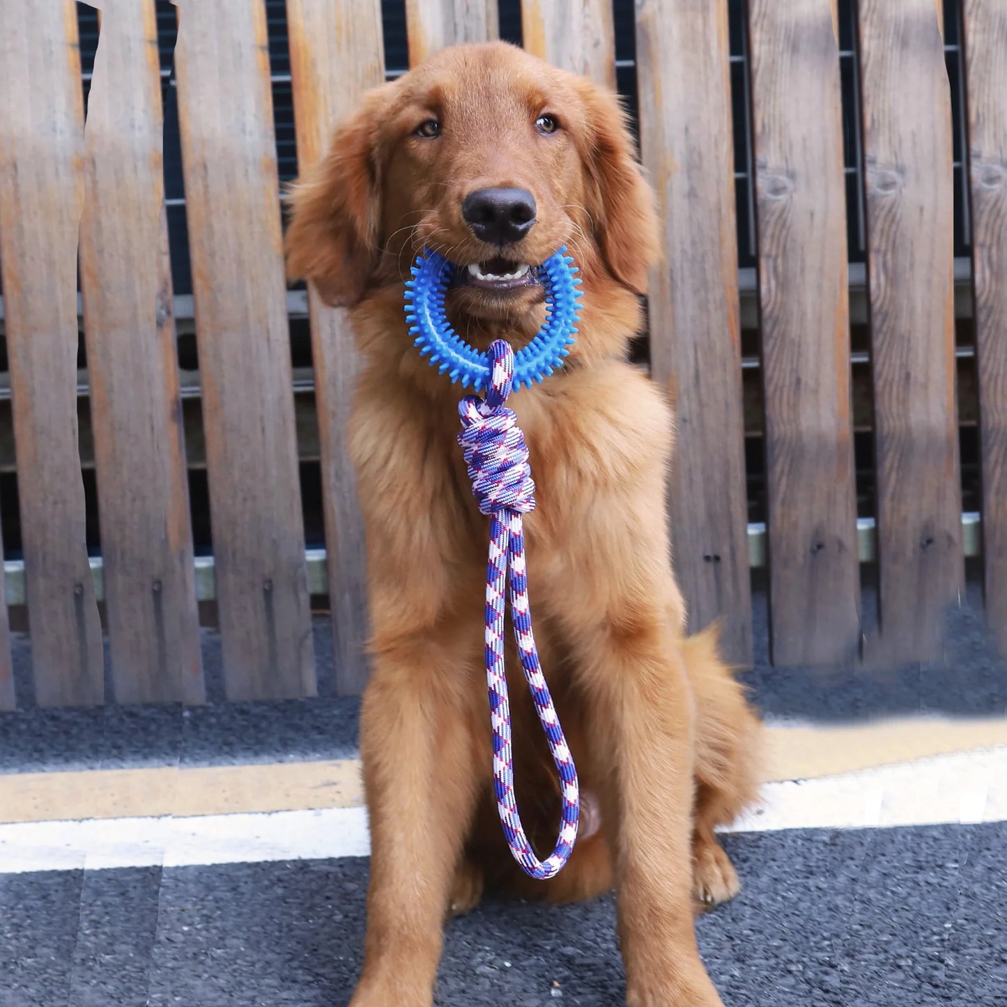 Giocattolo Cani Corda Anello Gomma Pulizia Denti Antistress Divertimento Accessori Animali Domestici