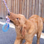 Giocattolo Cani Corda Anello Gomma Pulizia Denti Antistress Divertimento Accessori Animali Domestici