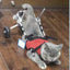Sedia Rotelle Gatto Lesioni Posteriori Riabilitazione Disabilità Piccolo Medio Grande Portatile Resistente Regolabile Conveniente Montaggio Animali Domestici
