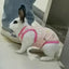Abbigliamento Cane Gatto Coniglio Roditori Vestito Estivo Protezione Traspirante Animali Domestici - PELOSAMICI