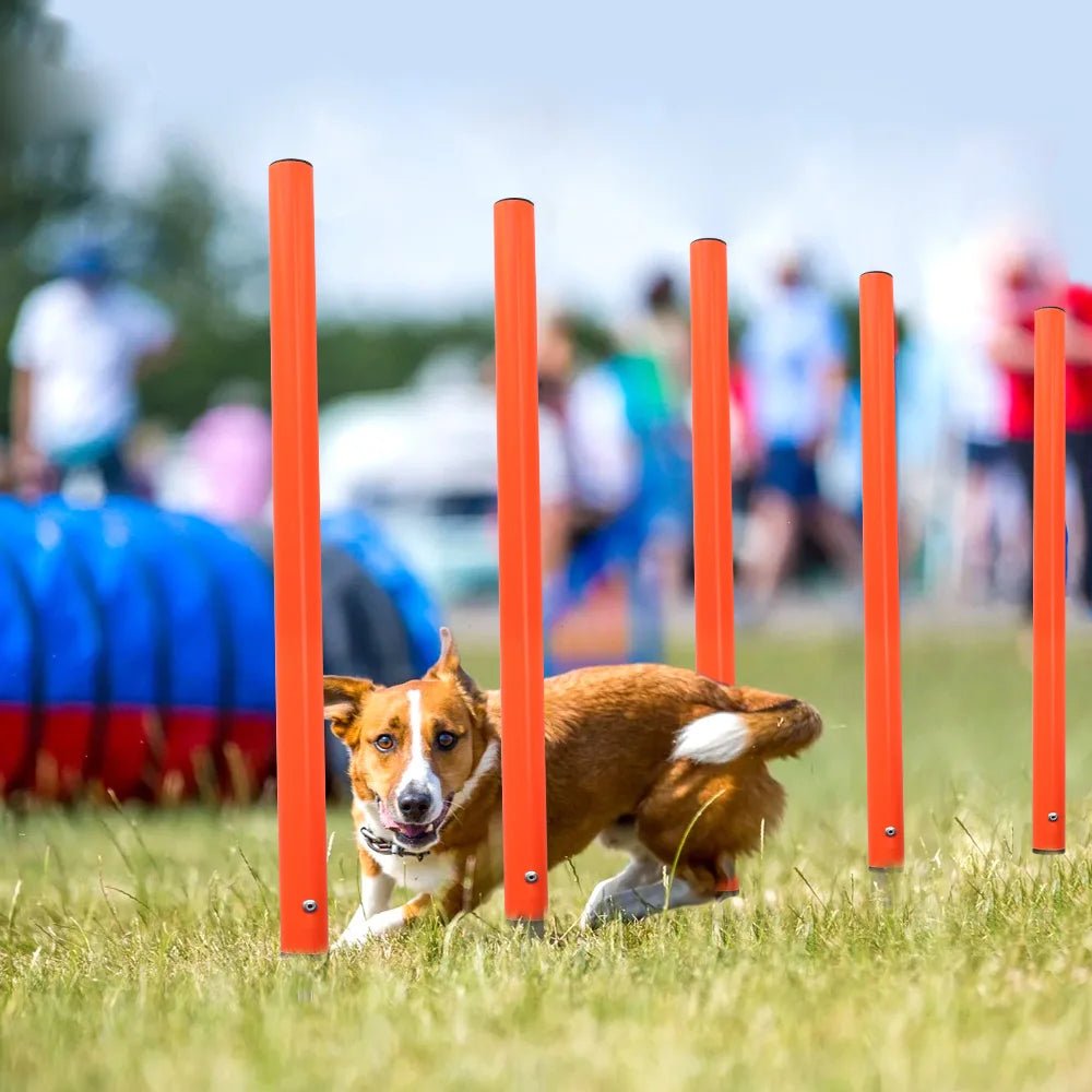 Addestramento Cane Attrezzatura Allenamento Sport Salute Eventi Animali Domestici - PELOSAMICI