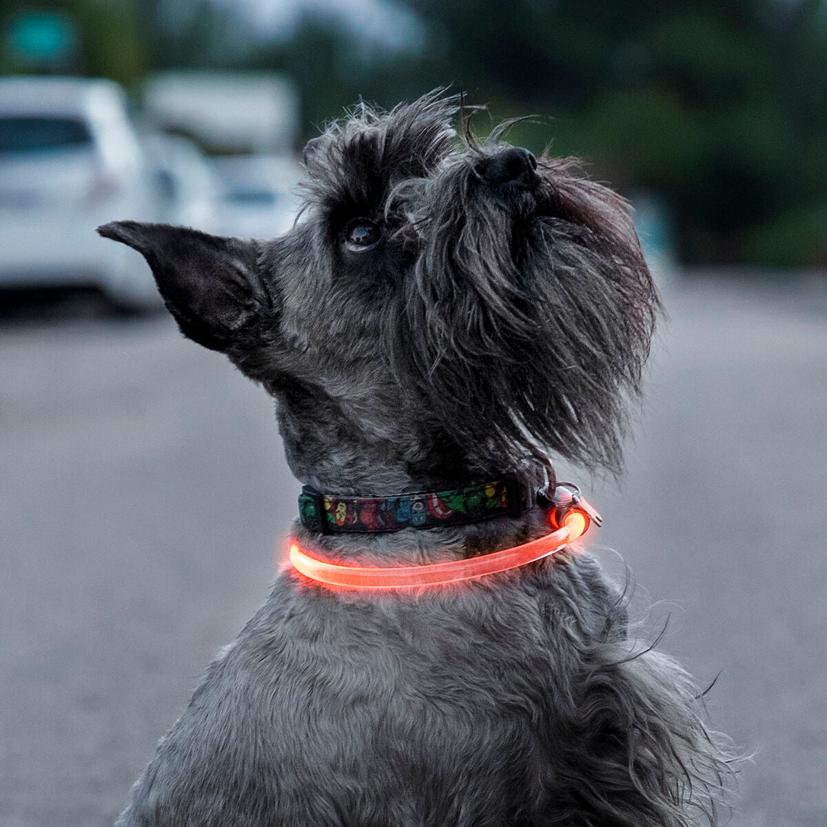 Collare LED per Animali Domestici Petlux InnovaGoods - PELOSAMICI