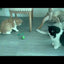Giocattolo Gatto Gioco Roteante Intrattenimento Antistress Automatico Animali Domestici
