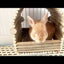 Habitat Coniglio Criceto Furetto Roditore Ecologico Durevole Sicuro Confortevole Animali Domestici